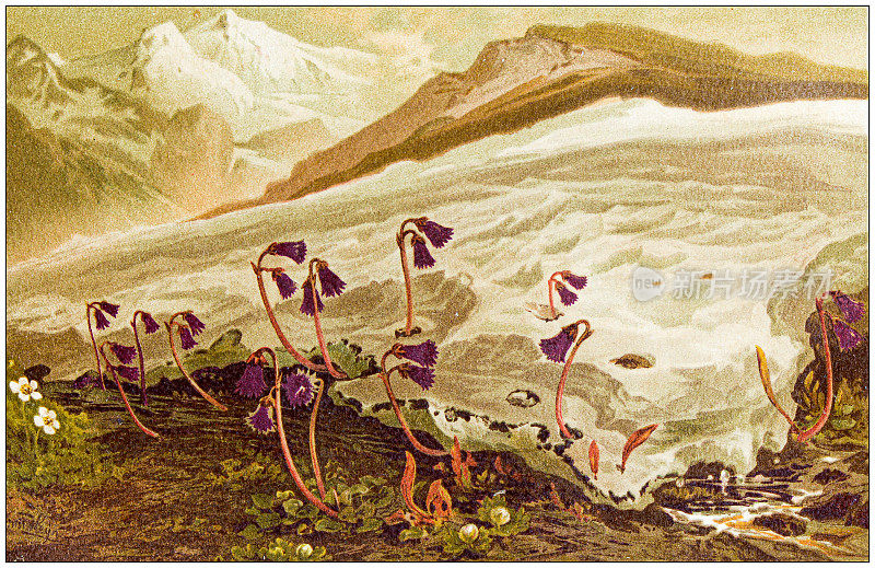 古植物学插图:Soldanella alpina(高山雪铃、蓝月草)